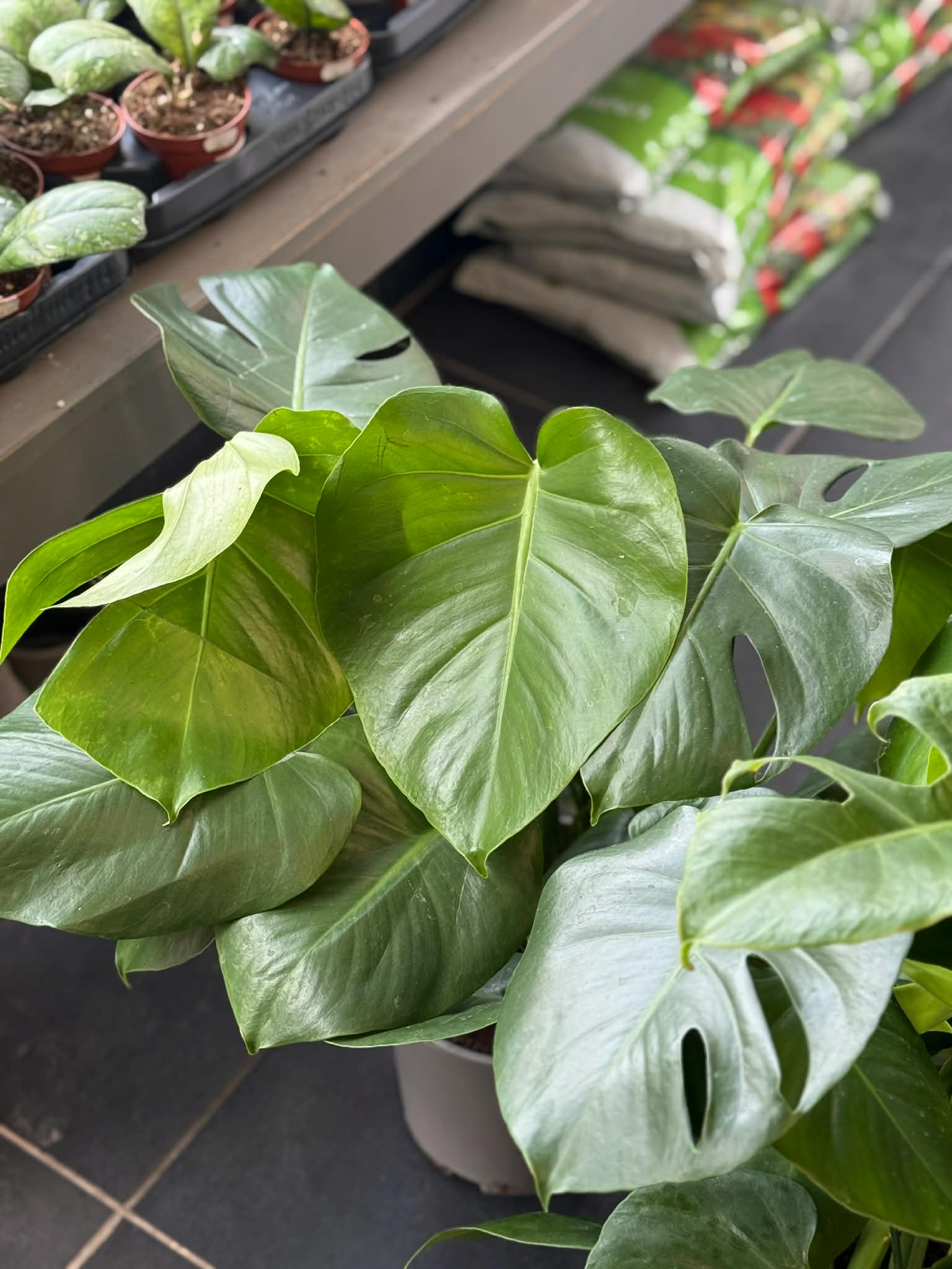monstera deliciosa borsigiana albo Monstera Deliciosa Albo Variegated (Small Form/Borsigiana) *Grower's C –  Rare Plant Fairy