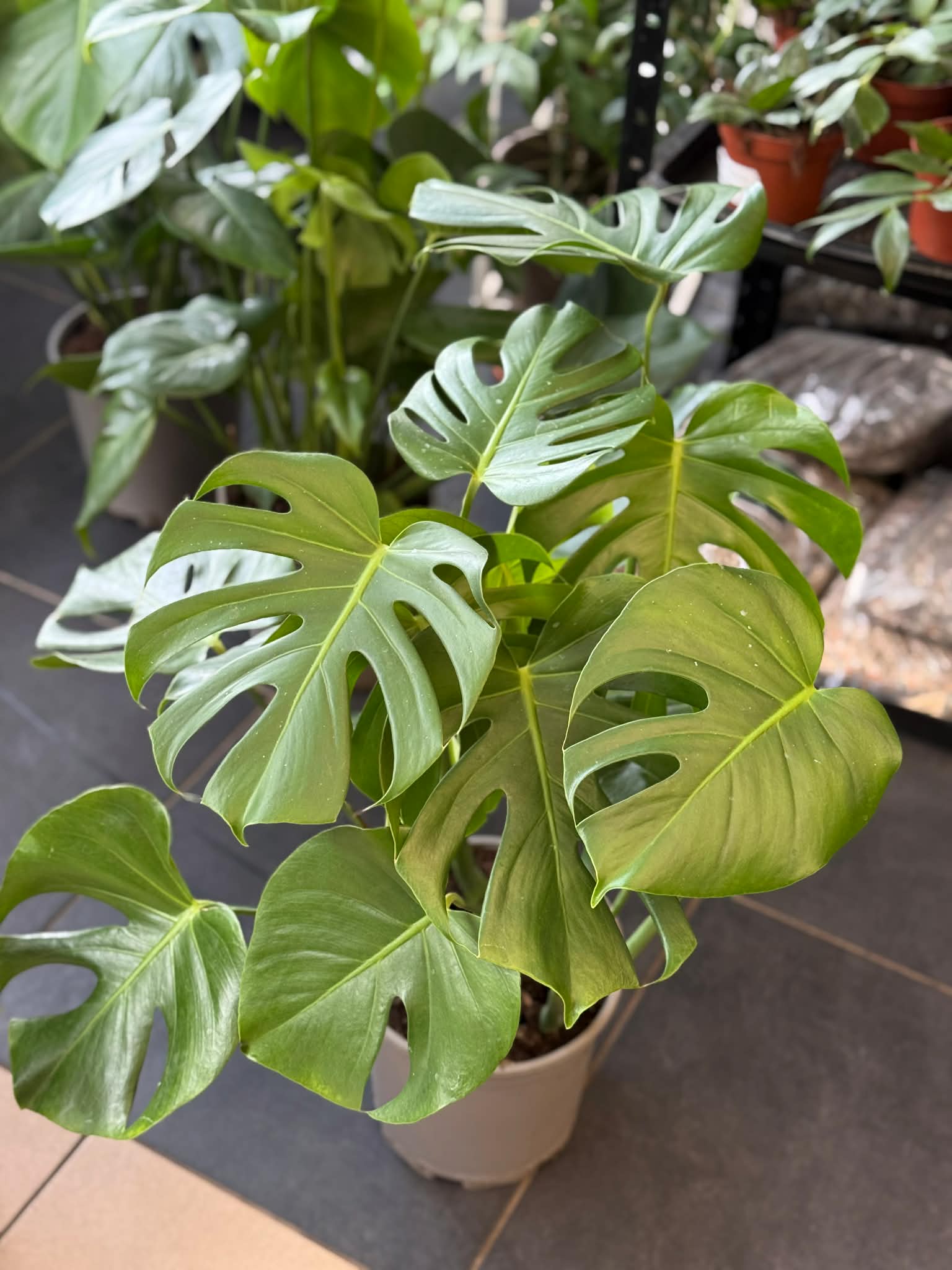 monstera deliciosa monstera dziurawa