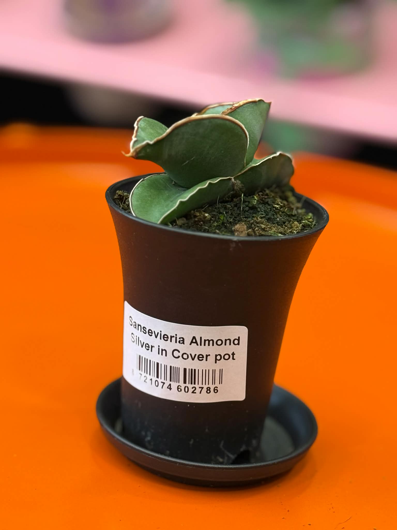 Sansevieria Almond Silver