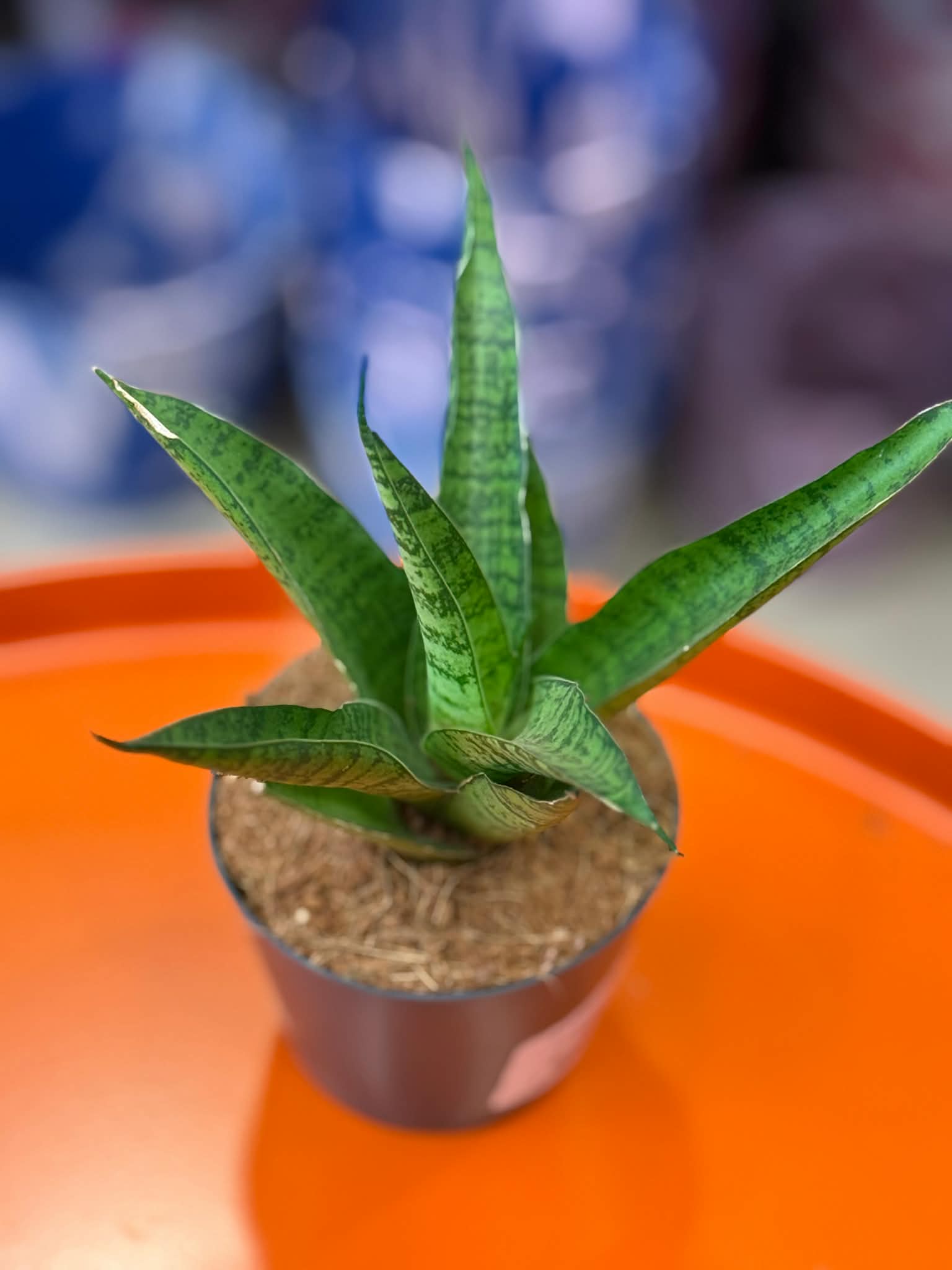 Sansevieria 'lotus'