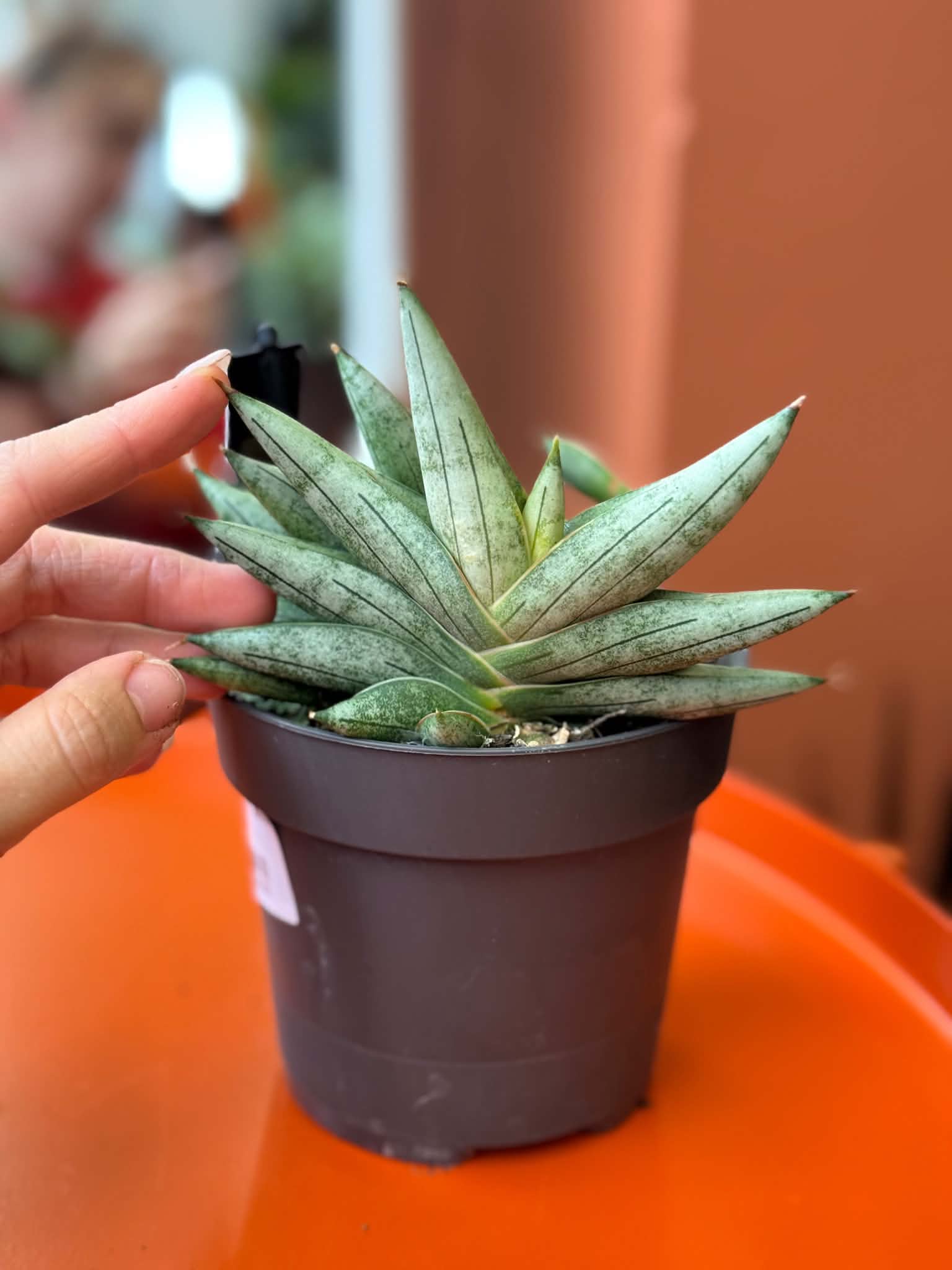 sansevieria zeylanica Sansevieria zeylanica, "Snake Plant"